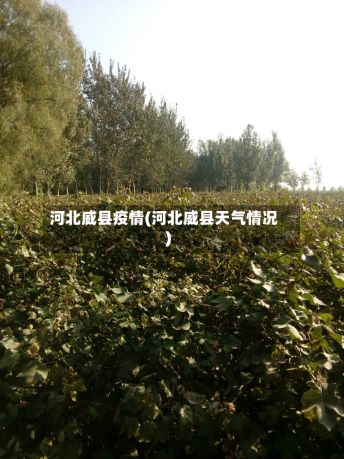 河北威县疫情(河北威县天气情况)-第3张图片