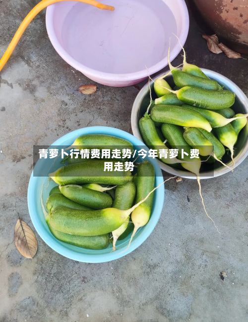 青萝卜行情费用走势/今年青萝卜费用走势-第2张图片