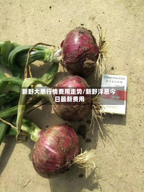 新野大葱行情费用走势/新野洋葱今日最新费用-第1张图片