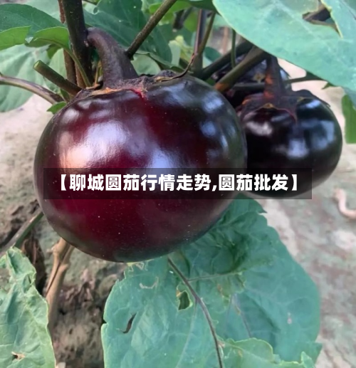 【聊城圆茄行情走势,圆茄批发】-第1张图片