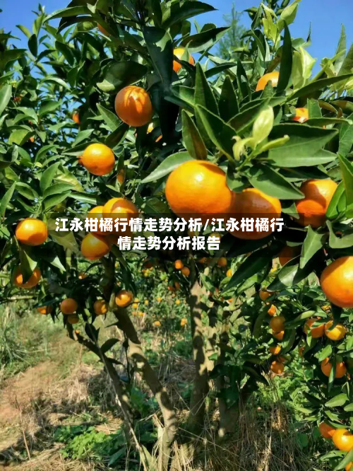 江永柑橘行情走势分析/江永柑橘行情走势分析报告-第1张图片