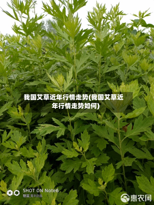 我国艾草近年行情走势(我国艾草近年行情走势如何)-第2张图片