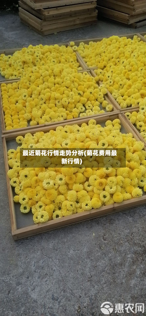 最近菊花行情走势分析(菊花费用最新行情)-第3张图片