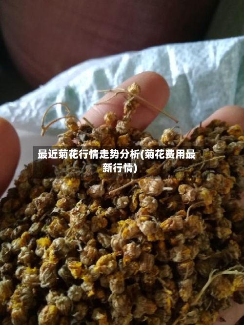 最近菊花行情走势分析(菊花费用最新行情)-第2张图片
