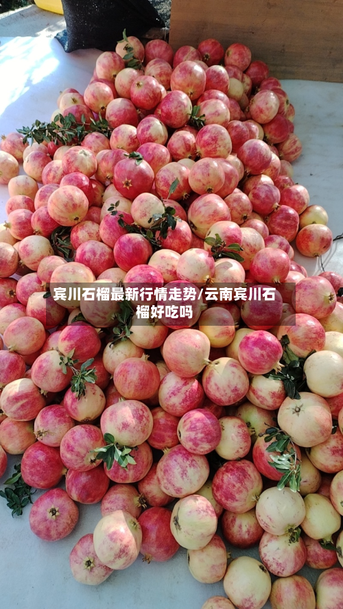 宾川石榴最新行情走势/云南宾川石榴好吃吗-第2张图片