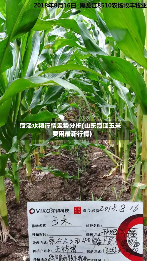 菏泽水稻行情走势分析(山东菏泽玉米费用最新行情)-第1张图片