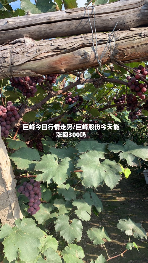 巨峰今日行情走势/巨峰股份今天能涨回300吗-第1张图片