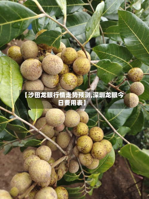 【沙田龙眼行情走势预测,深圳龙眼今日费用表】-第1张图片