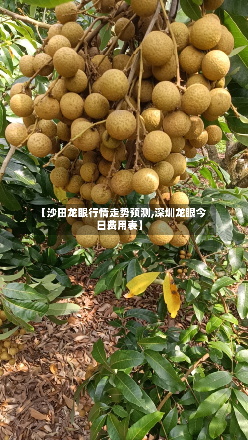 【沙田龙眼行情走势预测,深圳龙眼今日费用表】-第2张图片