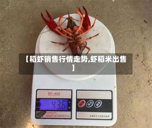 【稻虾销售行情走势,虾稻米出售】-第2张图片