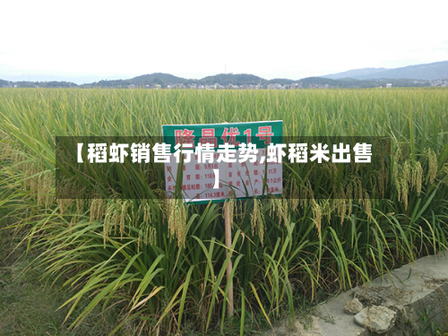 【稻虾销售行情走势,虾稻米出售】-第1张图片