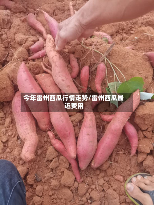 今年雷州西瓜行情走势/雷州西瓜最近费用-第1张图片
