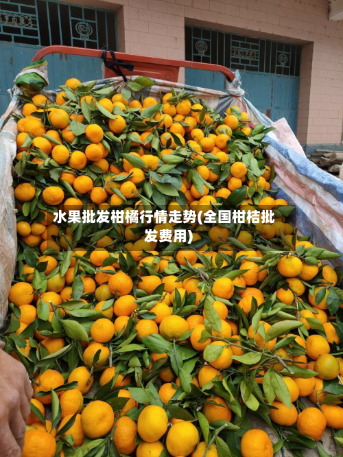 水果批发柑橘行情走势(全国柑桔批发费用)-第2张图片