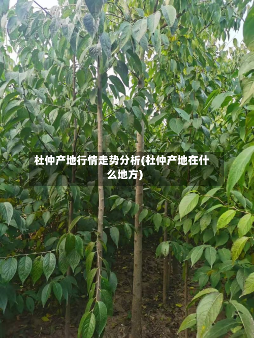 杜仲产地行情走势分析(杜仲产地在什么地方)-第1张图片