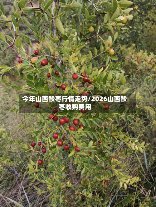 今年山西酸枣行情走势/2026山西酸枣收购费用-第3张图片