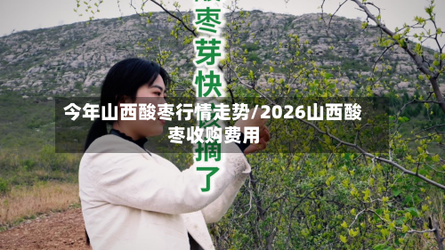 今年山西酸枣行情走势/2026山西酸枣收购费用-第2张图片