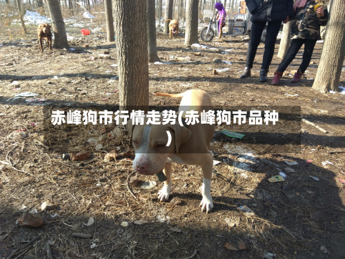赤峰狗市行情走势(赤峰狗市品种)-第3张图片