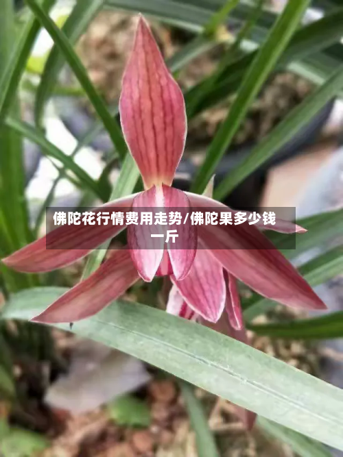 佛陀花行情费用走势/佛陀果多少钱一斤-第3张图片
