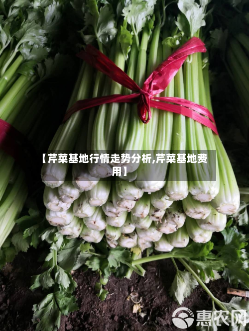 【芹菜基地行情走势分析,芹菜基地费用】-第1张图片