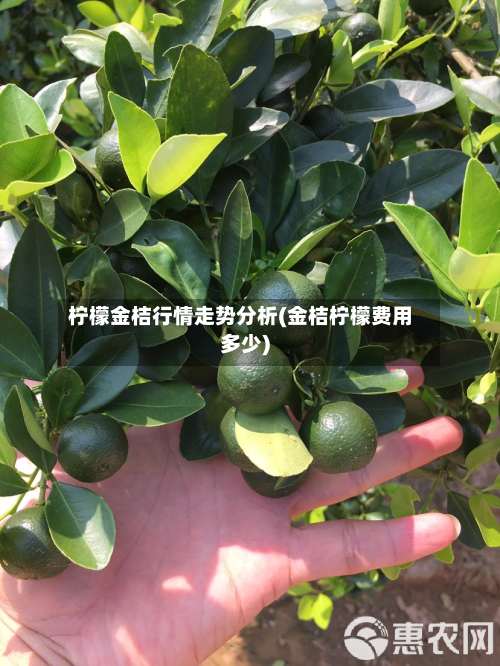 柠檬金桔行情走势分析(金桔柠檬费用多少)-第2张图片