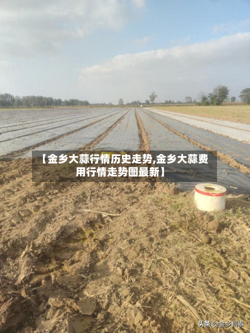【金乡大蒜行情历史走势,金乡大蒜费用行情走势图最新】-第2张图片
