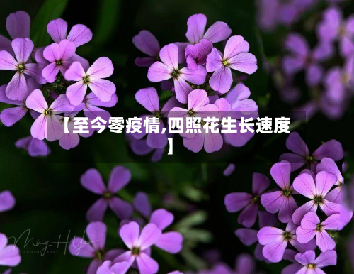 【至今零疫情,四照花生长速度】-第2张图片