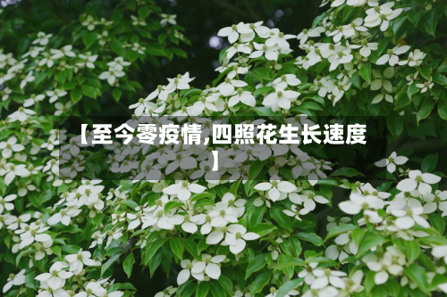 【至今零疫情,四照花生长速度】-第1张图片