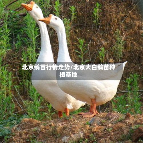 北京鹅苗行情走势/北京大白鹅苗种植基地-第2张图片