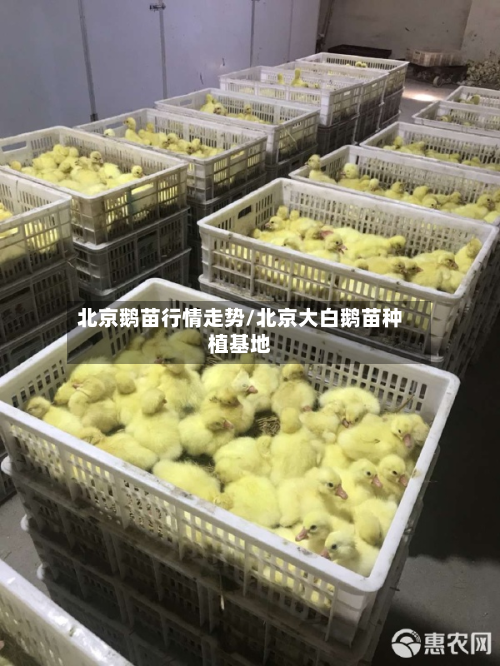 北京鹅苗行情走势/北京大白鹅苗种植基地-第1张图片