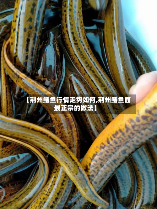【荆州鳝鱼行情走势如何,荆州鳝鱼面最正宗的做法】-第1张图片