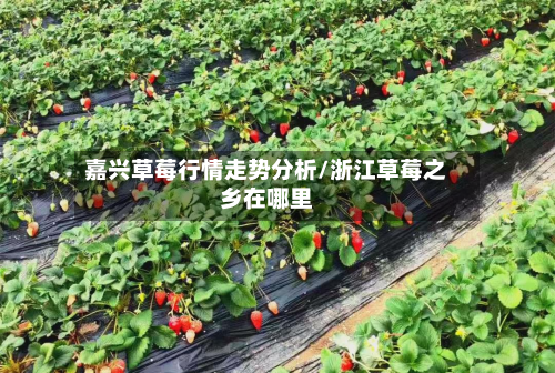 嘉兴草莓行情走势分析/浙江草莓之乡在哪里-第2张图片