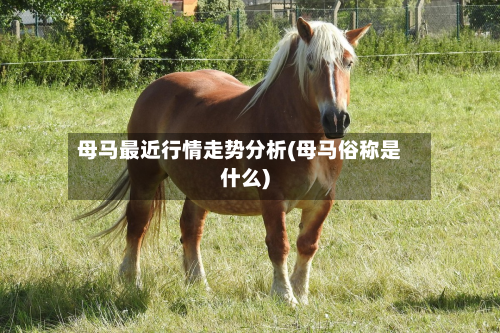 母马最近行情走势分析(母马俗称是什么)-第3张图片