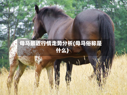 母马最近行情走势分析(母马俗称是什么)-第2张图片
