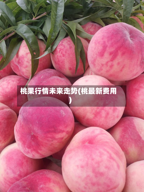 桃果行情未来走势(桃最新费用)-第2张图片