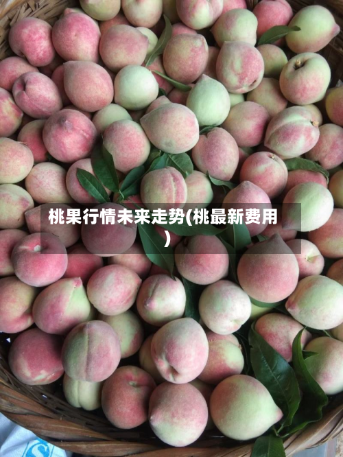 桃果行情未来走势(桃最新费用)-第1张图片