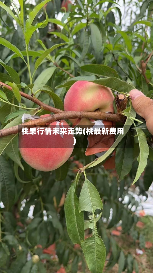 桃果行情未来走势(桃最新费用)-第3张图片
