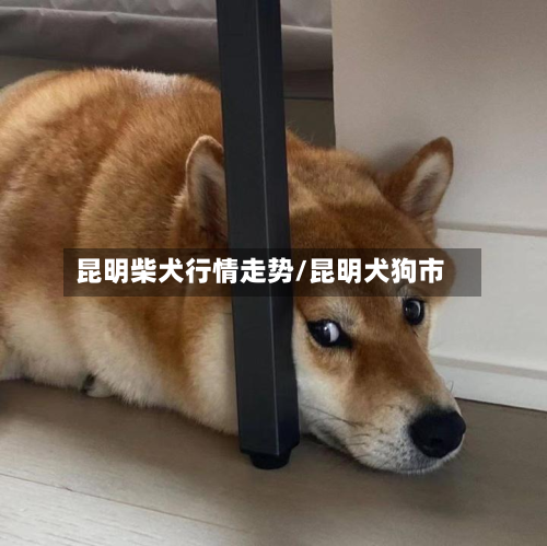 昆明柴犬行情走势/昆明犬狗市-第1张图片