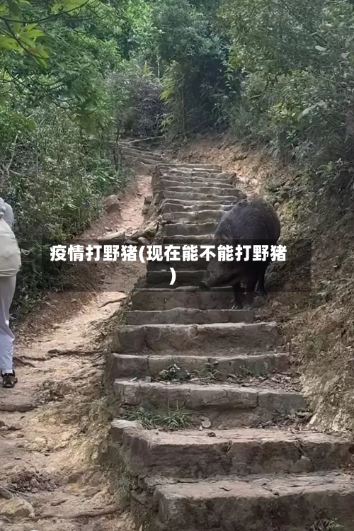 疫情打野猪(现在能不能打野猪)-第2张图片