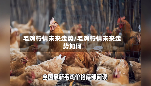 毛鸡行情未来走势/毛鸡行情未来走势如何-第1张图片