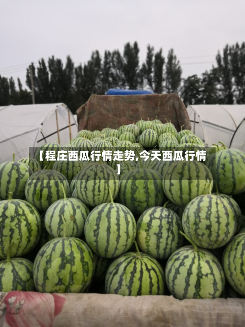 【程庄西瓜行情走势,今天西瓜行情】-第2张图片