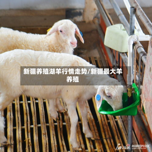 新疆养殖湖羊行情走势/新疆最大羊养殖-第1张图片
