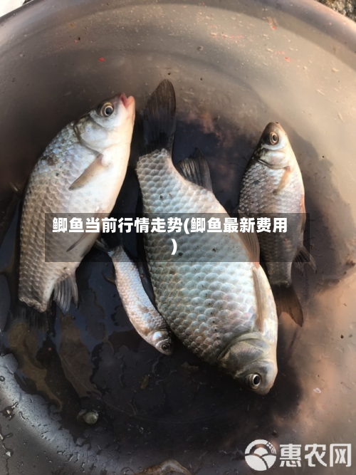 鲫鱼当前行情走势(鲫鱼最新费用)-第1张图片