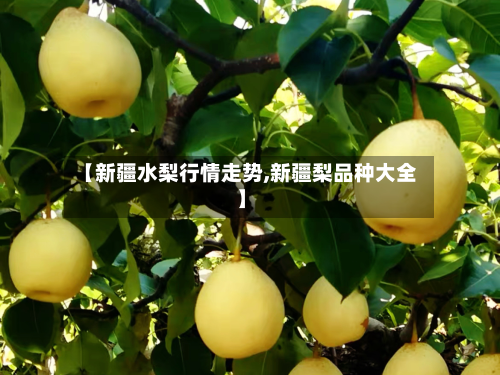 【新疆水梨行情走势,新疆梨品种大全】-第2张图片