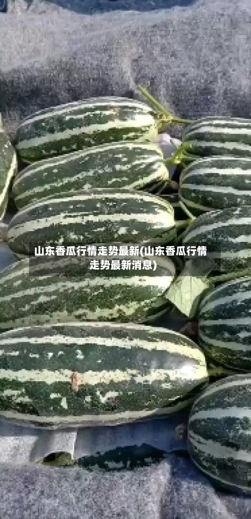 山东香瓜行情走势最新(山东香瓜行情走势最新消息)-第2张图片