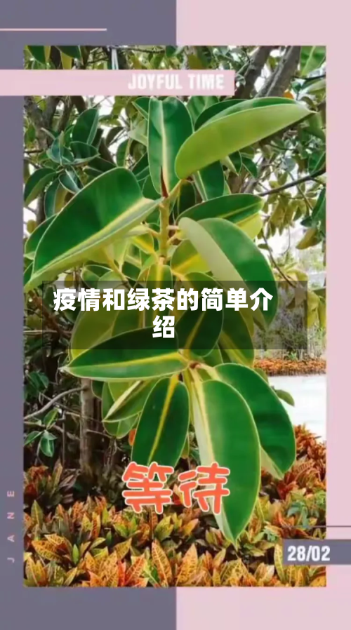 疫情和绿茶的简单介绍-第1张图片