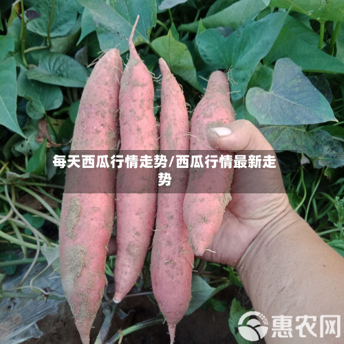 每天西瓜行情走势/西瓜行情最新走势-第2张图片