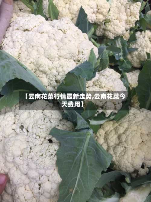 【云南花菜行情最新走势,云南花菜今天费用】-第2张图片