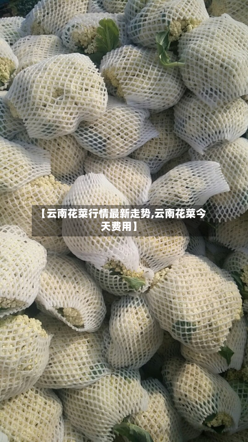 【云南花菜行情最新走势,云南花菜今天费用】-第1张图片