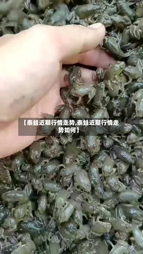 【泰蛙近期行情走势,泰蛙近期行情走势如何】-第3张图片