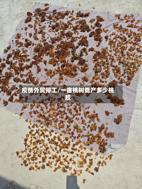 疫情外贸停工/一亩桃树能产多少桃胶-第2张图片
